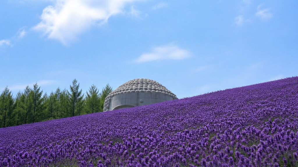 安藤忠雄氏設計の頭大仏殿とラベンダーの丘