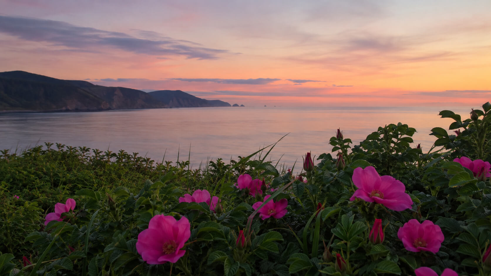 北海道の海辺に咲くハマナスの花